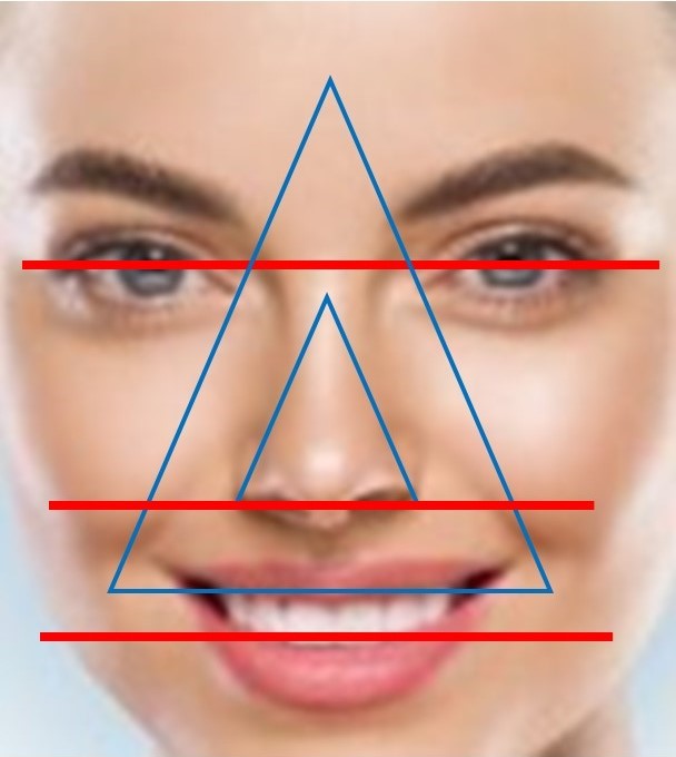 審美歯科　美容歯科　前歯歯列の考え方